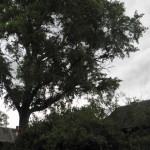 Дерево над домом